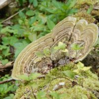 Przyroda Ojcowskiego Parku Narodowego