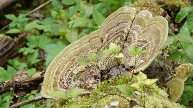 Przyroda Ojcowskiego Parku Narodowego