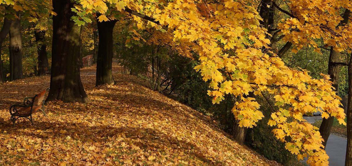 jesien park podgórski